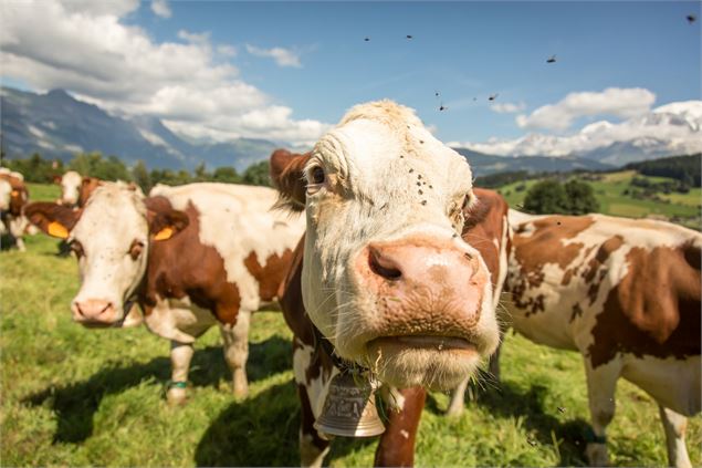 Visite guidée de la ferme 