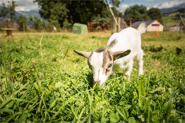 Visite guidée de la ferme 