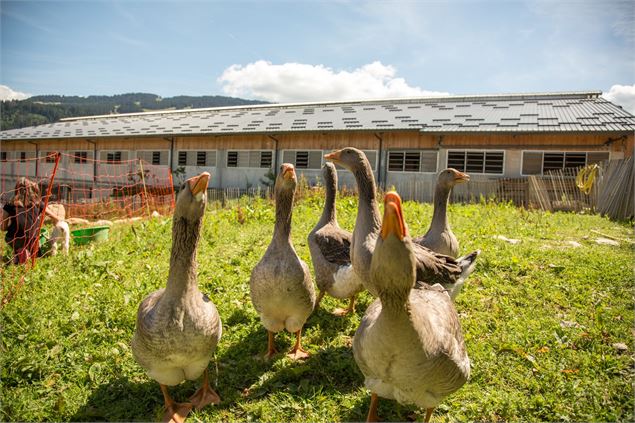 Visite guidée de la ferme 