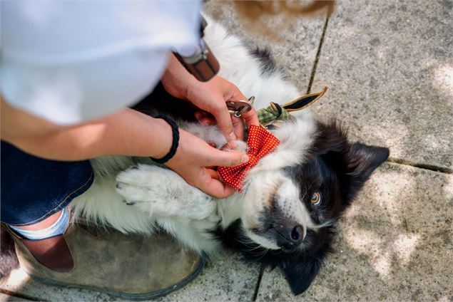 Bozzi le border collie - Marilou Perino