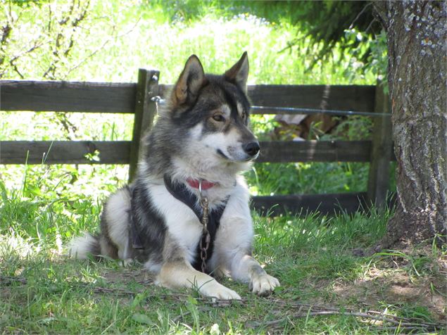 Chien en cani rando - Office de Tourisme de Saint Jean d'Arves Les Sybelles