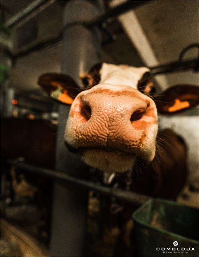 Traite des vaches - GAEC Val Mont Blanc