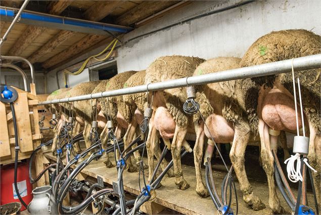 La traite des moutons - Yvan Tisseyre / OT Vallée d'Aulps