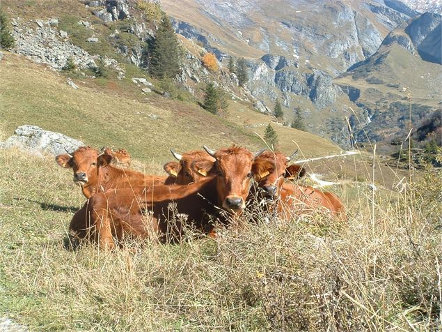 genisses alpage - Bernaert Baptiste