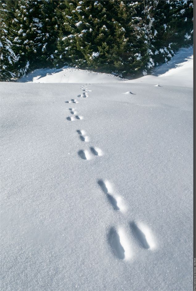 Point rencontre - Découverte de la faune en hiver -  Termignon_Val-Cenis