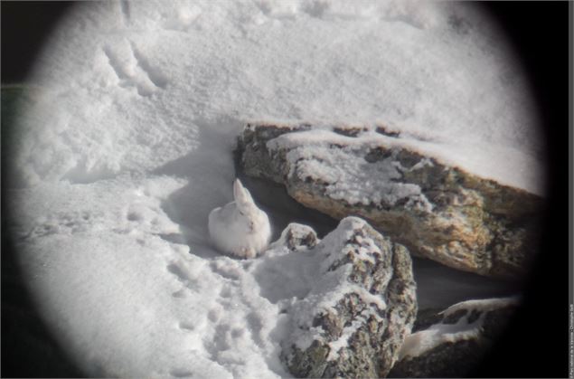 Point rencontre - Découverte de la faune en hiver -  Termignon_Val-Cenis