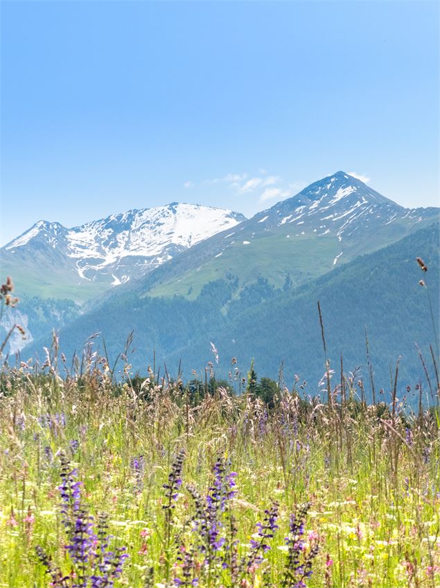 Champs de fleurs au départ de Aussois Plan de la Croix - OTHMV - R. Salles