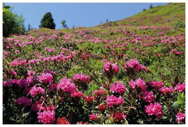 fleurs - mairie_de_megeve