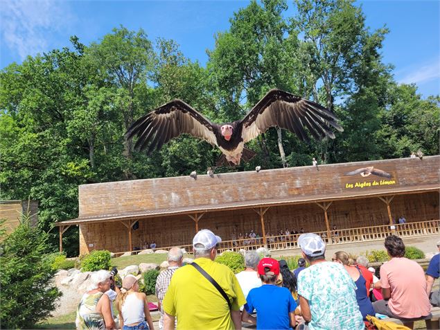 Seigneur des cieux - Les aigles du Léman