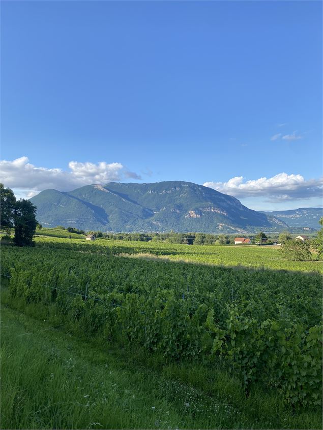 Vue sur les vignes du Bugey et le Grand Colombier - M.Ballet