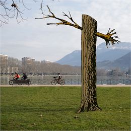 L'arbre pourfendu - © Bob Verschueren