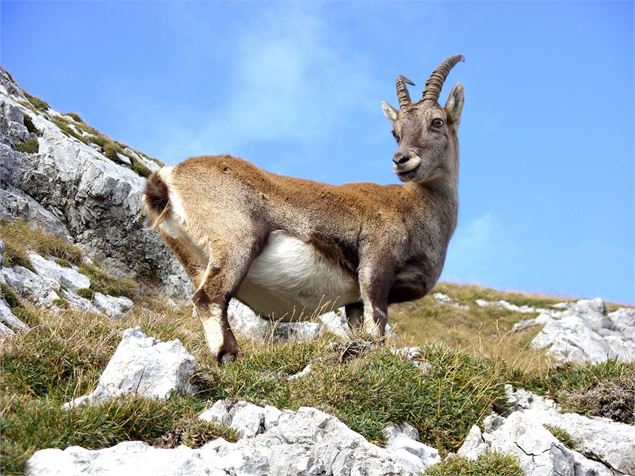 Observatoire de la Faune - Guy Rouiller