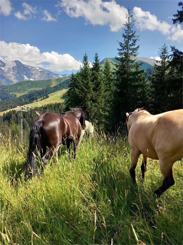 Centre d'équitation naturelle - Cheval des Cimes - Eugénie PIBIS