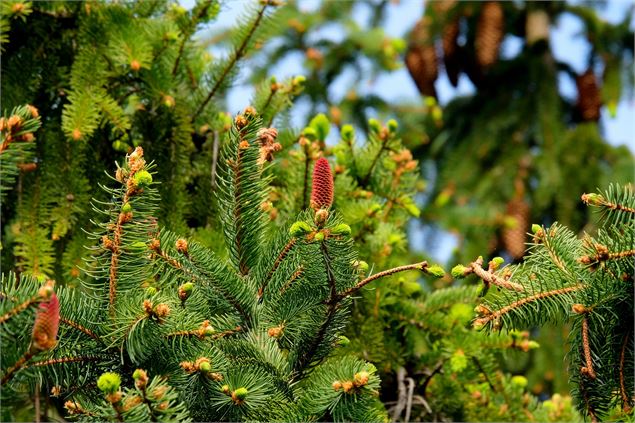 Branches de pins - Pixabay - Holger Schué