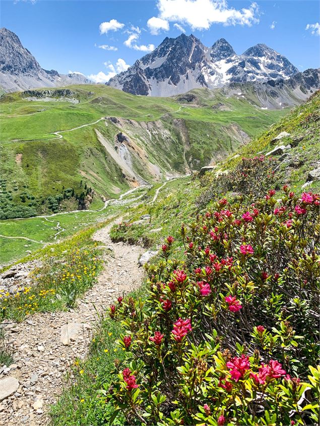 chemin qui redescend du col des sarrasins - OTHMV - B. Thomas