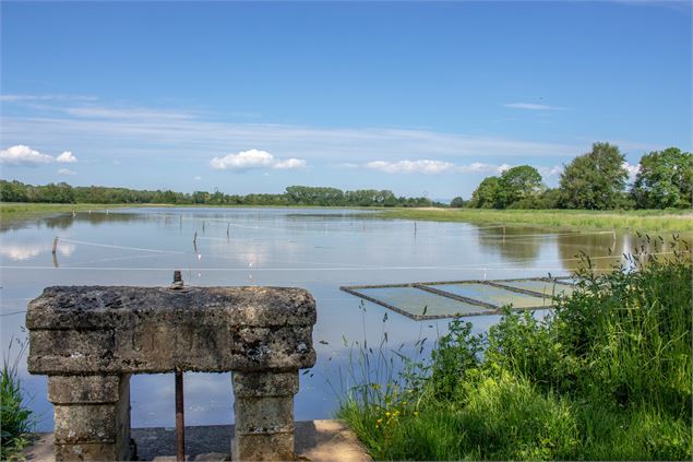 Etang de la Dombes - Michael Zeilfelder