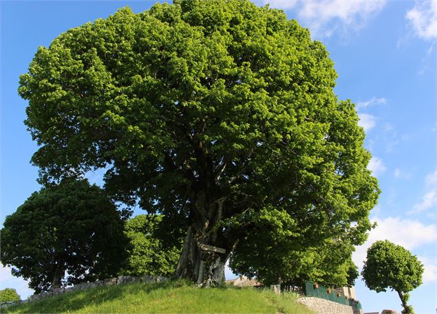 arbre remarquable : le tilleul de Sully - Marilou Perino / Pérouges Bugey Tourisme