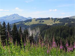 Parcours trail 50 vert : Avoriaz Joux Verte