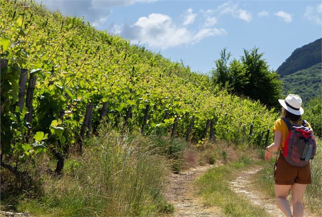 Vigne du Bugey - ©Marilou Perino