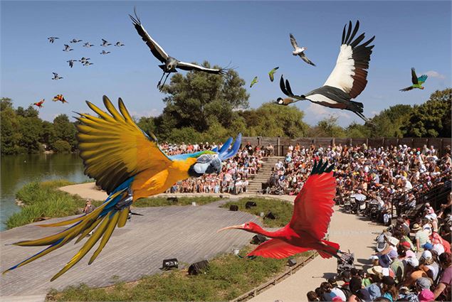 Spectacle d'Oiseaux en vol - Parc des Oiseaux