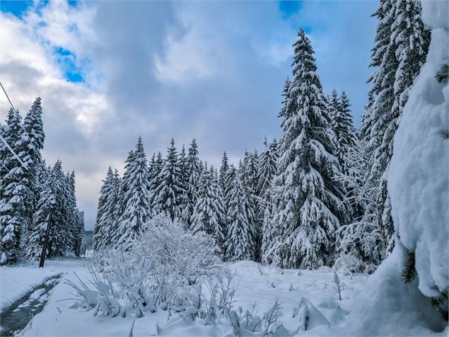 Forêt d'épicéa - Gaétan Level Tournier