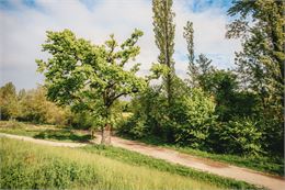 Chemin du Foron - OT Monts du Genevois - A.Modylevskaia