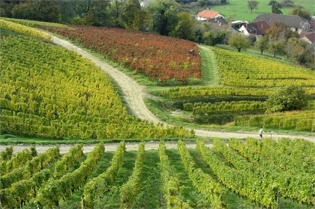 Sentier pédestre des Vignes - K.Mandray