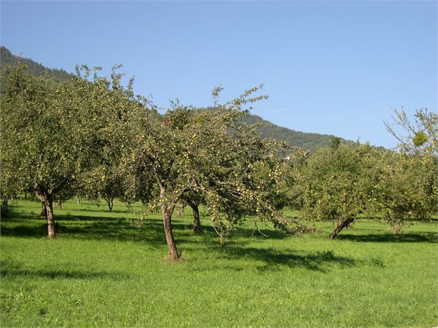 Maison de la pomme - Pierre-Yves Vallat