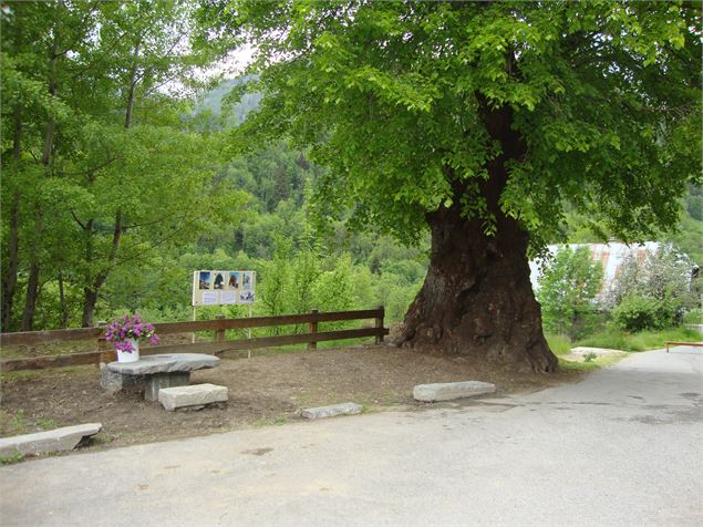 Le Tilleul, Arbre Remarquable - OT St Colomban des Villards