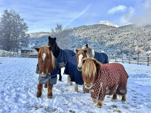 Les shetlands dans la neige - C.Gallarato