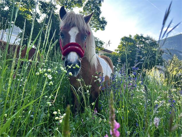 Poney dans les fleurs - C.Gallarato