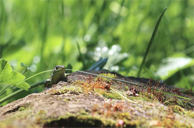 Lézard des souches