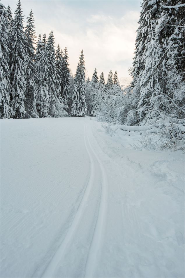 Passage au milieu des sapins - Yvan Tisseyre / OT Vallée d'Aulps