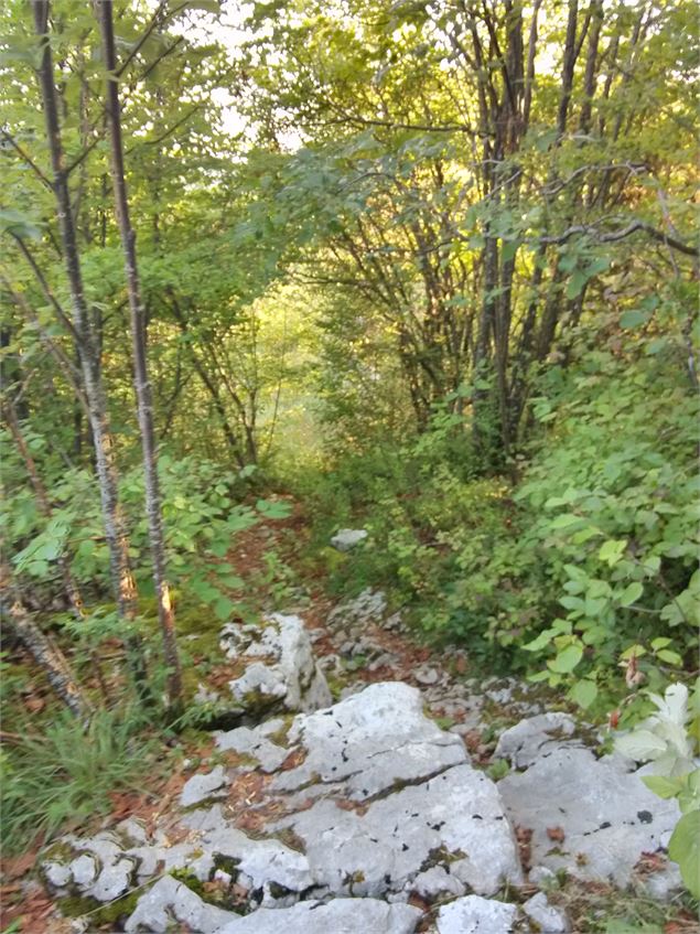 sentier pour accèder au belvédère - Office de Tourisme du Pays d'Albens