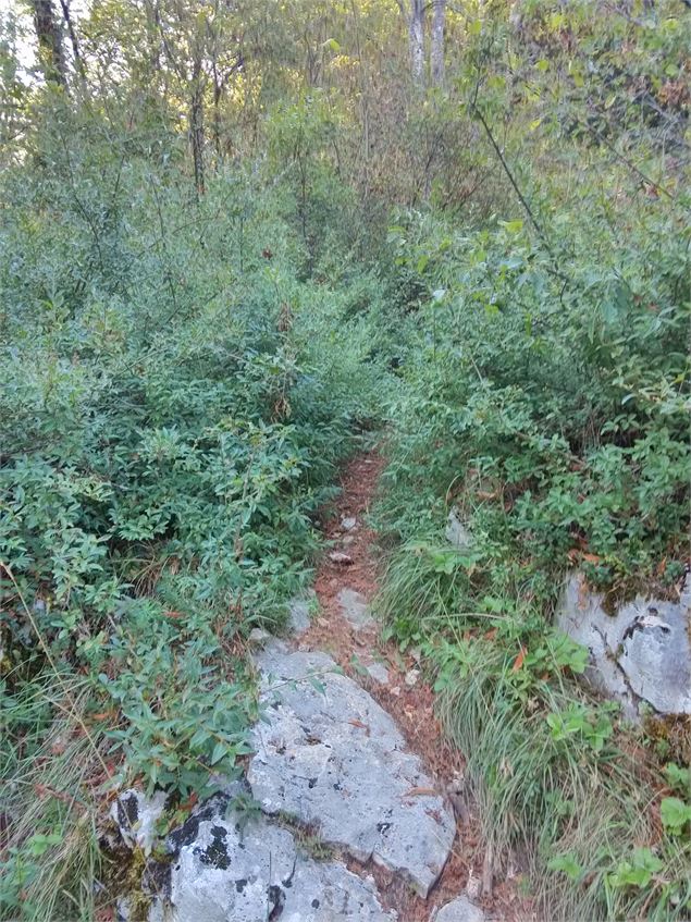 sentier pour accèder au belvédère - Office de Tourisme du Pays d'Albens