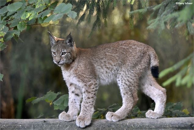 Lynx