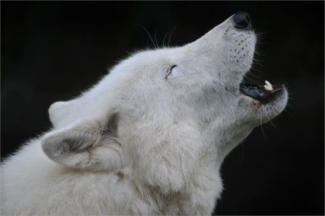 Loup arctique