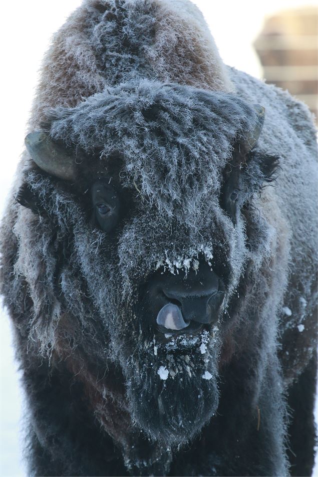 Bison