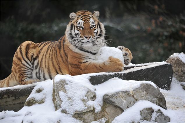 Tigre de Sibérie