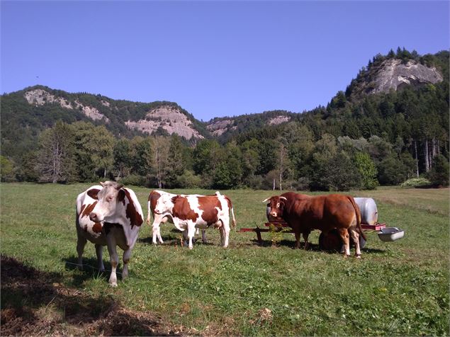 Vue sur les meulières - 