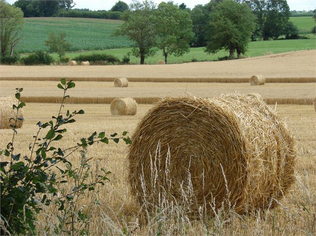 Terres agricoles - Office de Tourisme Pays de Bâgé et de Pont-de-Vaux