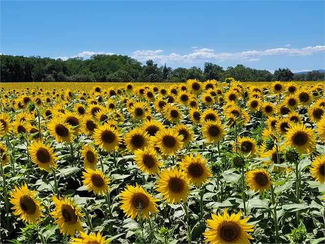 Tournesols - Christine Sola DCT