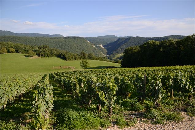 Vignoble Bôche - JF Basset