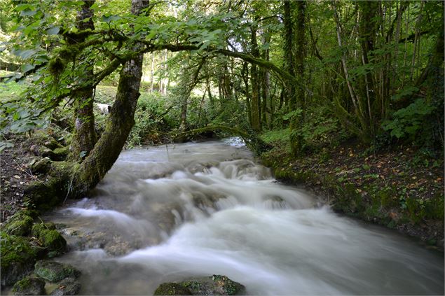 Ruisseau l'Oiselon - JF Basset