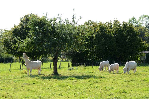 Prairie Saint-Jean-le-Vieux - JF Basset