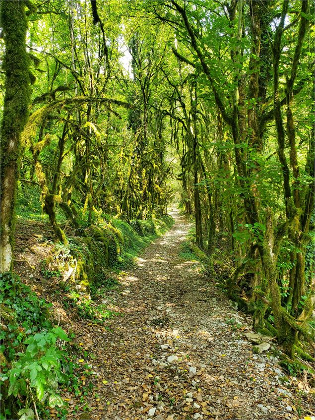 Descente vers Bombois - Christophe Kaderabek - Haut Bugey Tourisme