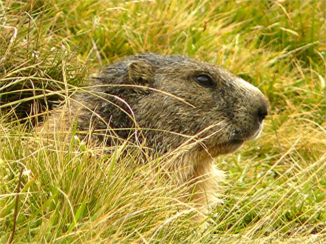 Marmotte au Col de Balme - @ Savoie Mont Blanc Boileau