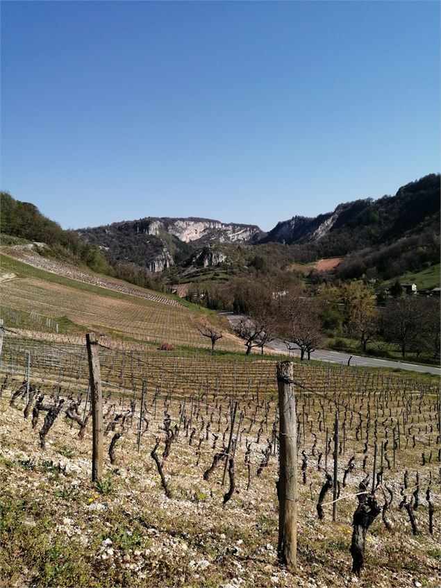 Vignes de Cerdon - FFRandonnée Ain