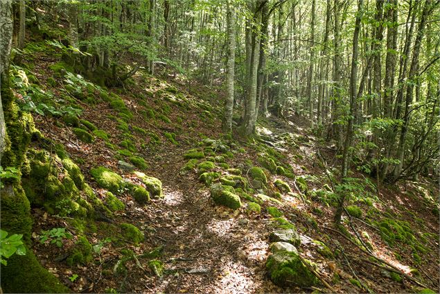 Montée dans la forêt - Yvan Tisseyre / OT Vallée d'Aulps