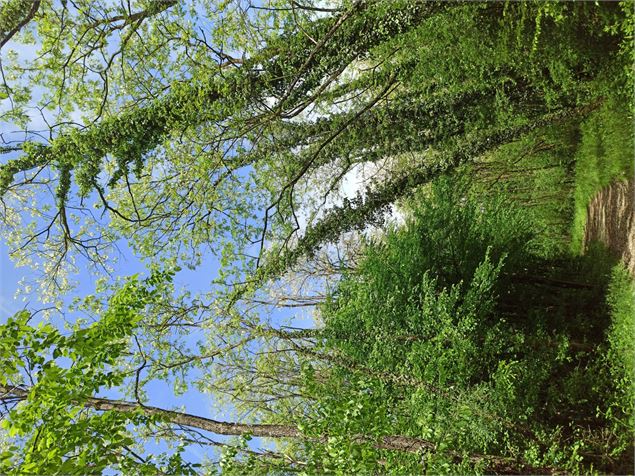 Chemin d'Assise par les bois de Leyment - K.Tranchina